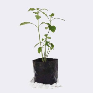Store plant2 free img